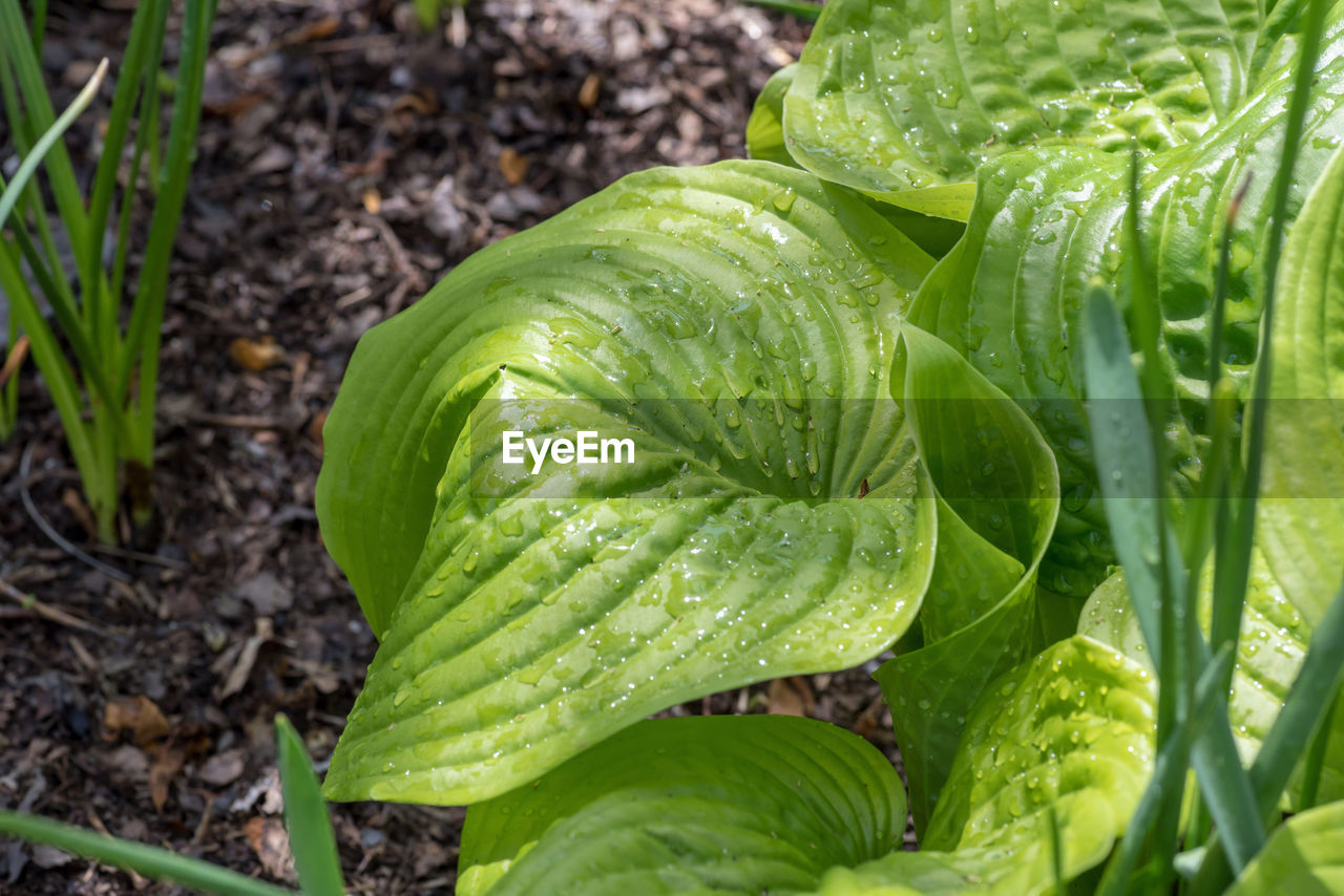 CLOSE-UP OF WET PLANT LEAVES ON LAND