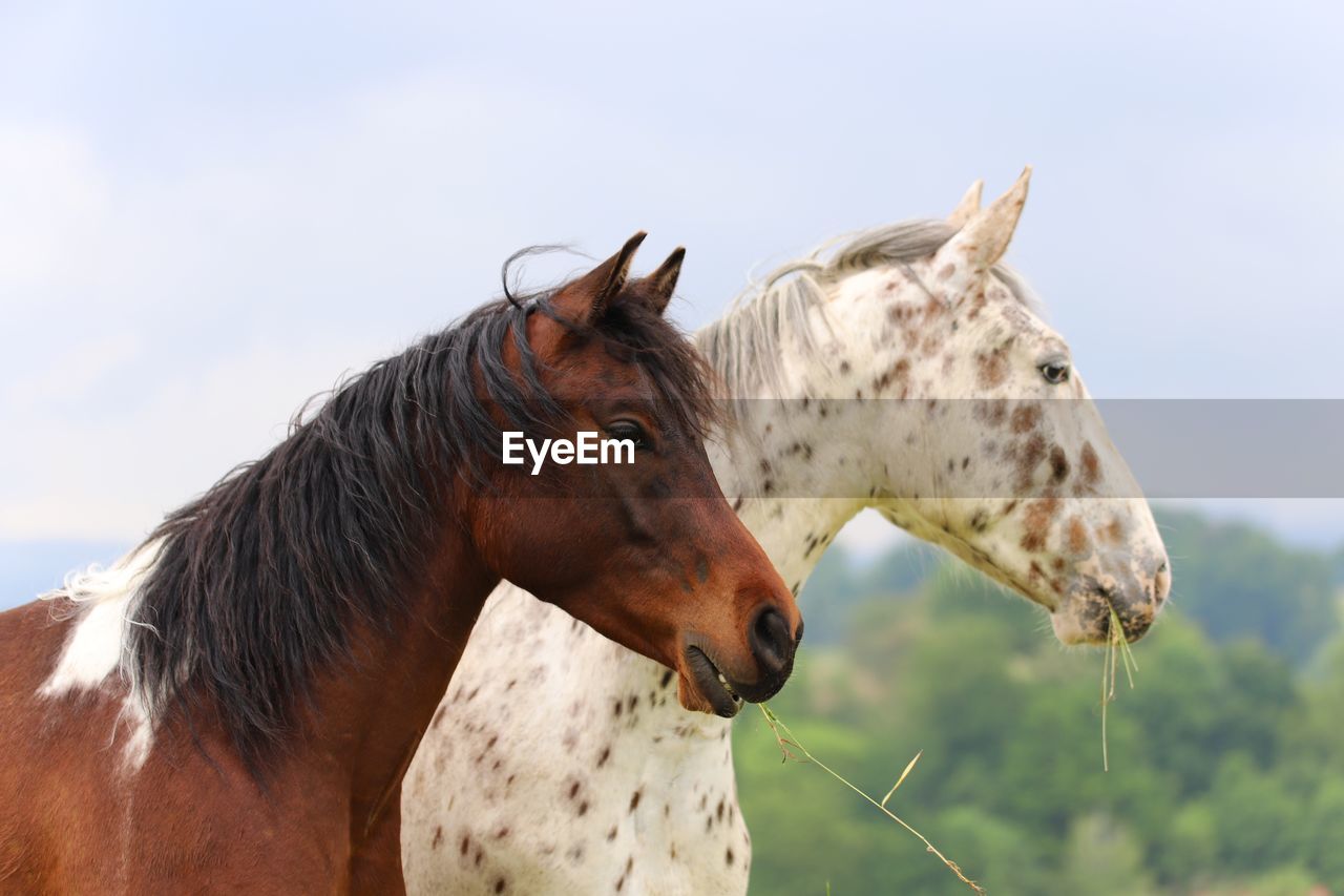 Horses against sky