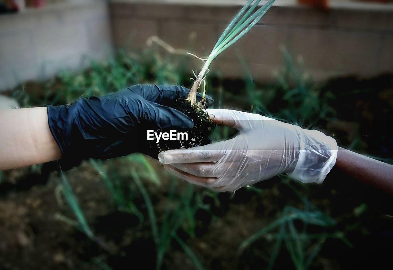 Close-up of hands wearing gloves holding seedling at garden
