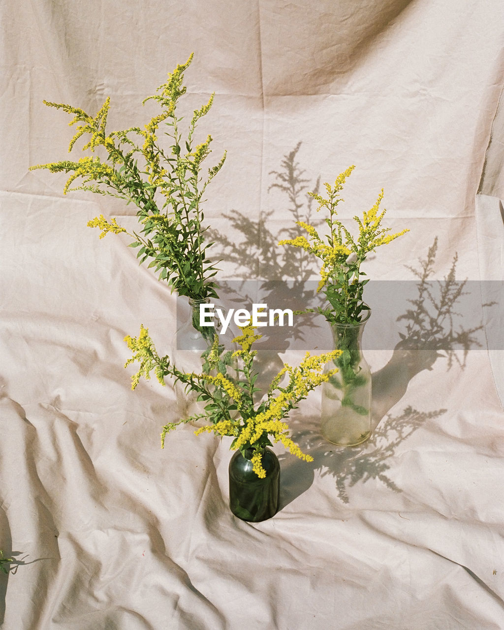 Goldenrod flowers in vases 