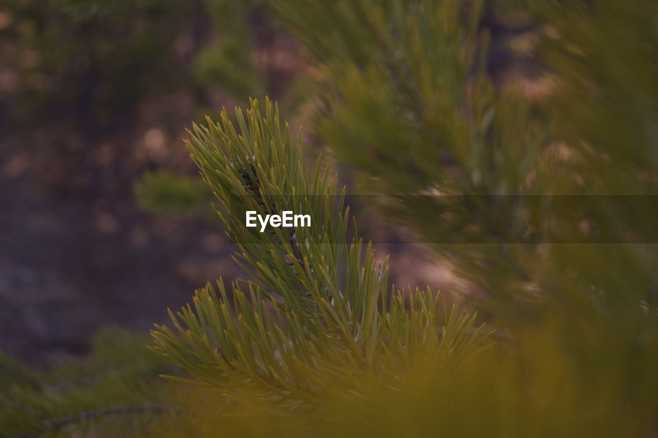 Close-up of pine tree on field