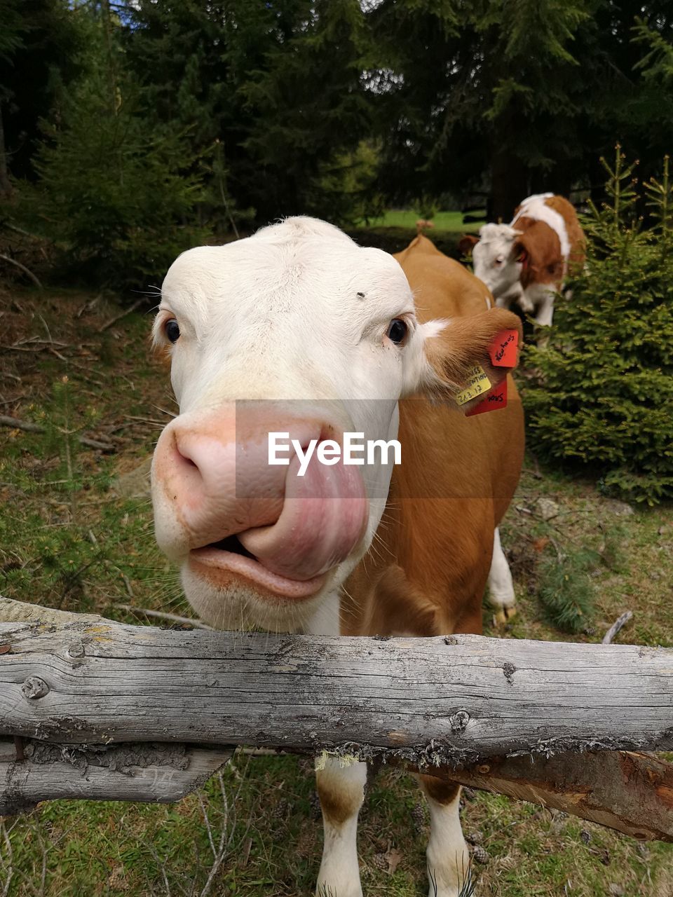 Cow licking nose with its tongue, funny