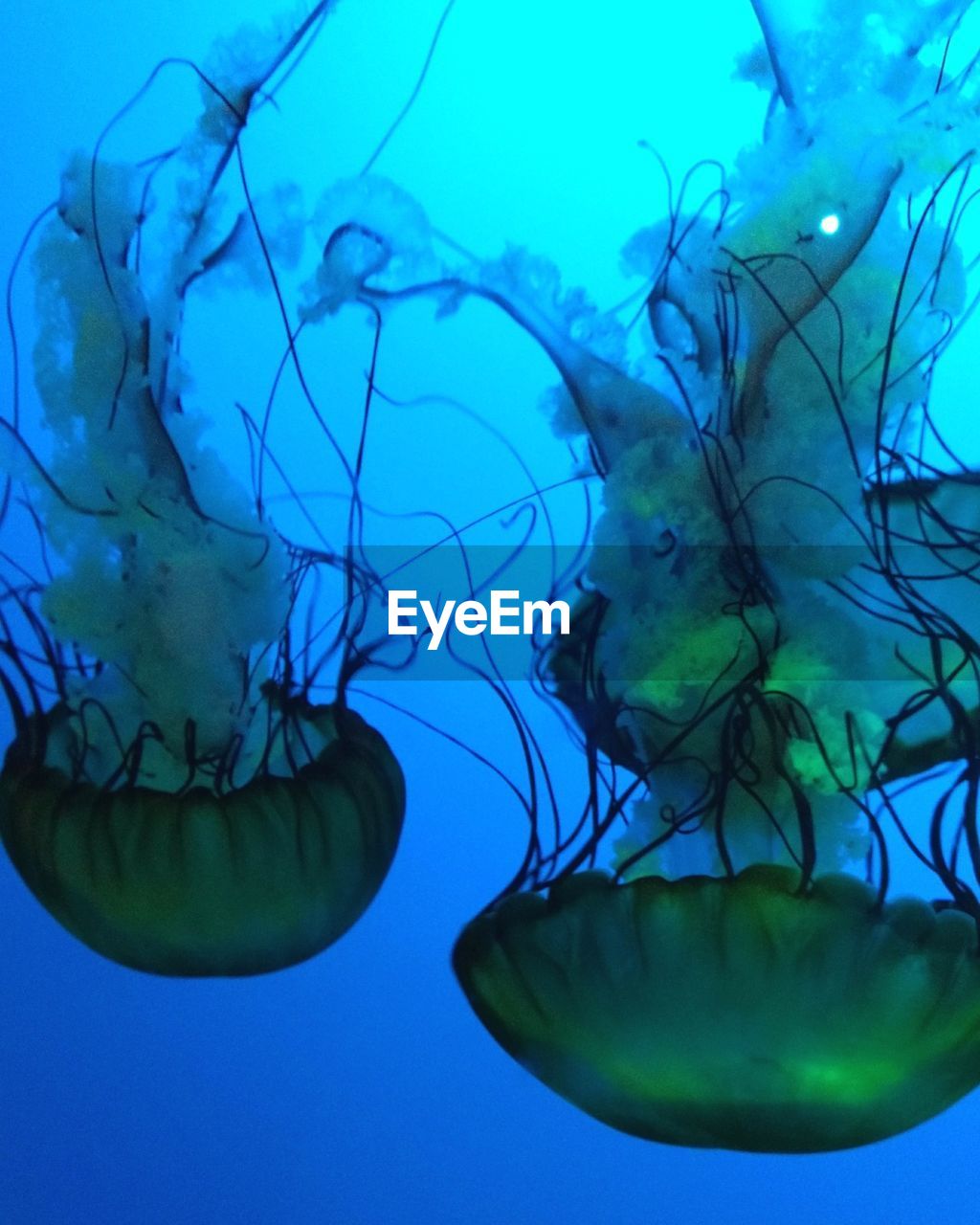 CLOSE-UP OF JELLYFISH IN WATER