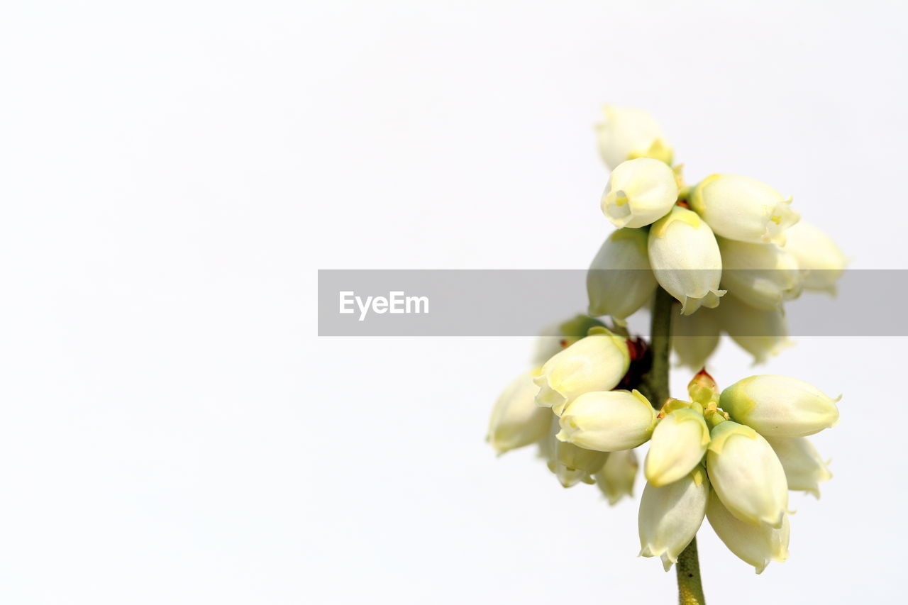 CLOSE-UP OF FLOWERS OVER WHITE BACKGROUND AGAINST GRAY