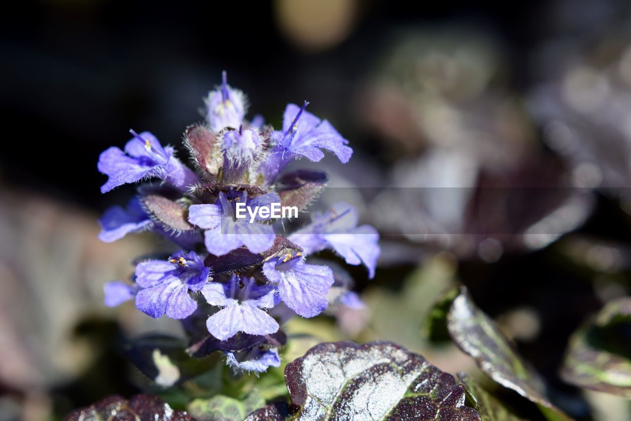 Close-up of purple flowers blooming outdoors