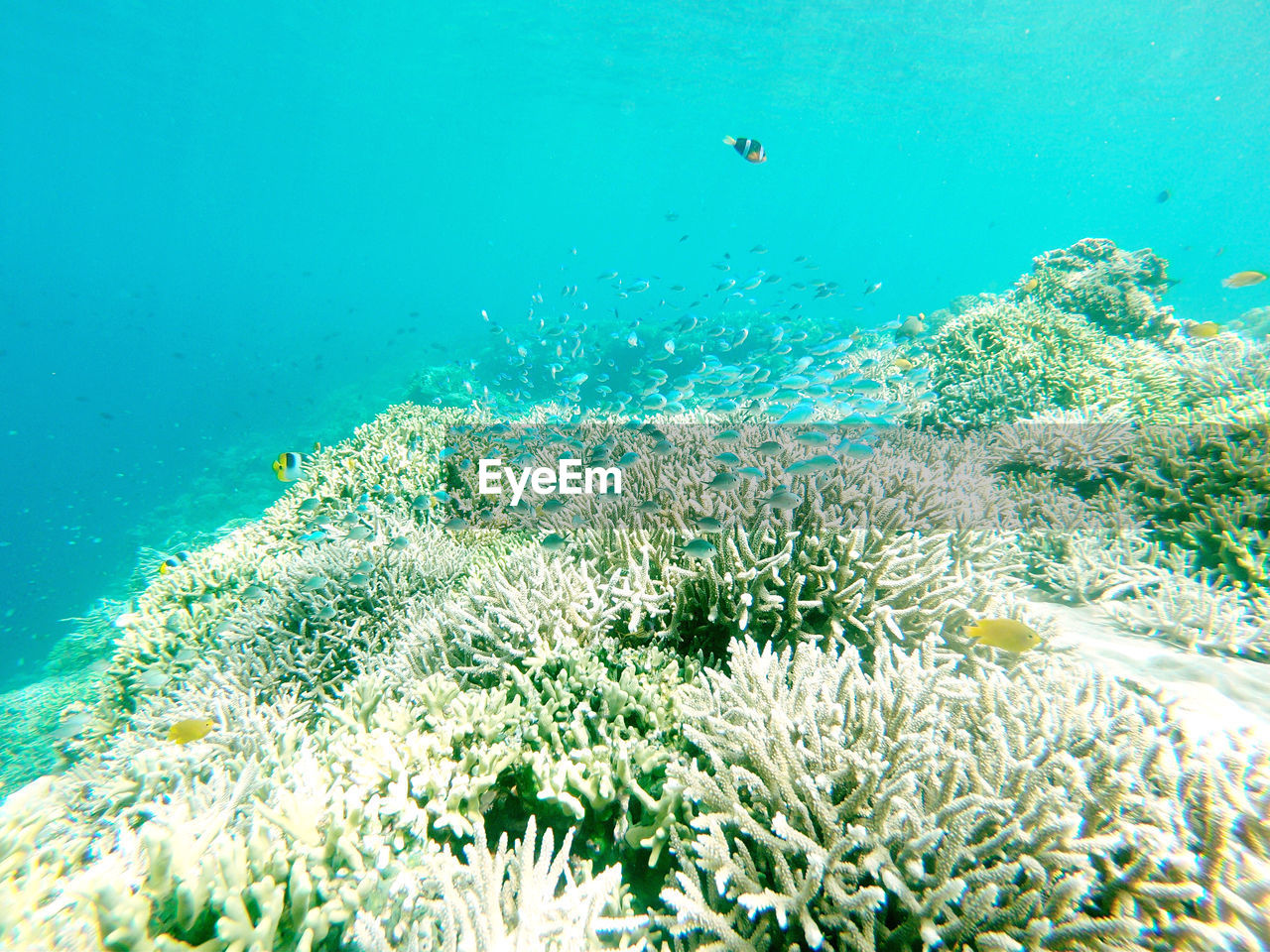 Scenic view of sea against clear blue sky