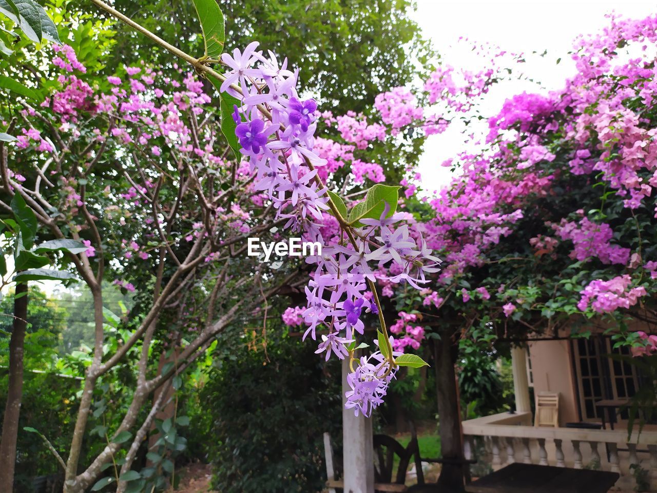 LOW ANGLE VIEW OF PINK FLOWERING PLANT