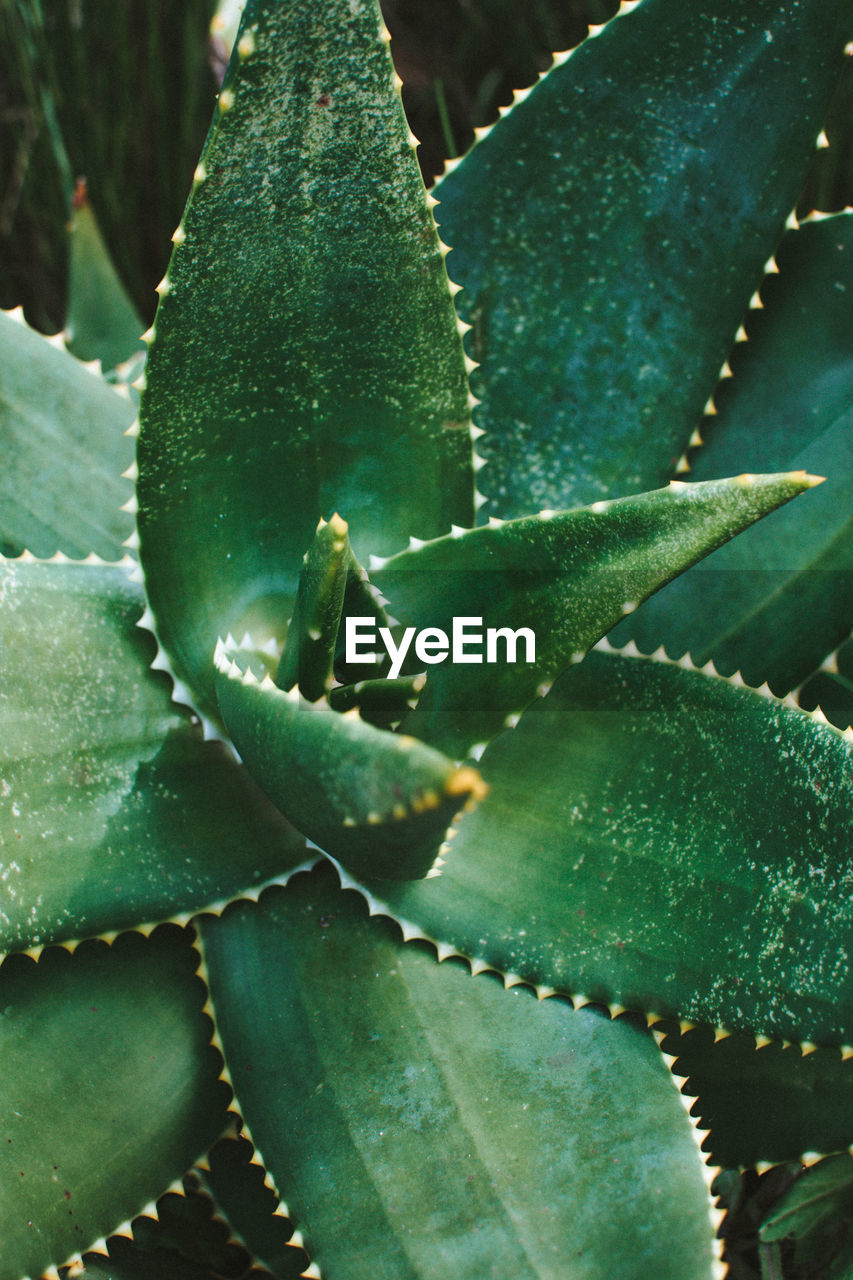 CLOSE-UP OF SUCCULENT PLANT IN BLUE WATER