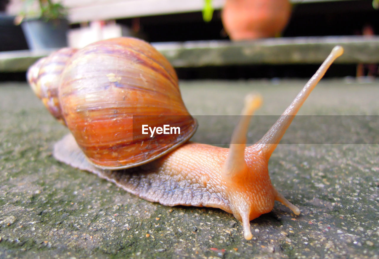 Close-up of snail