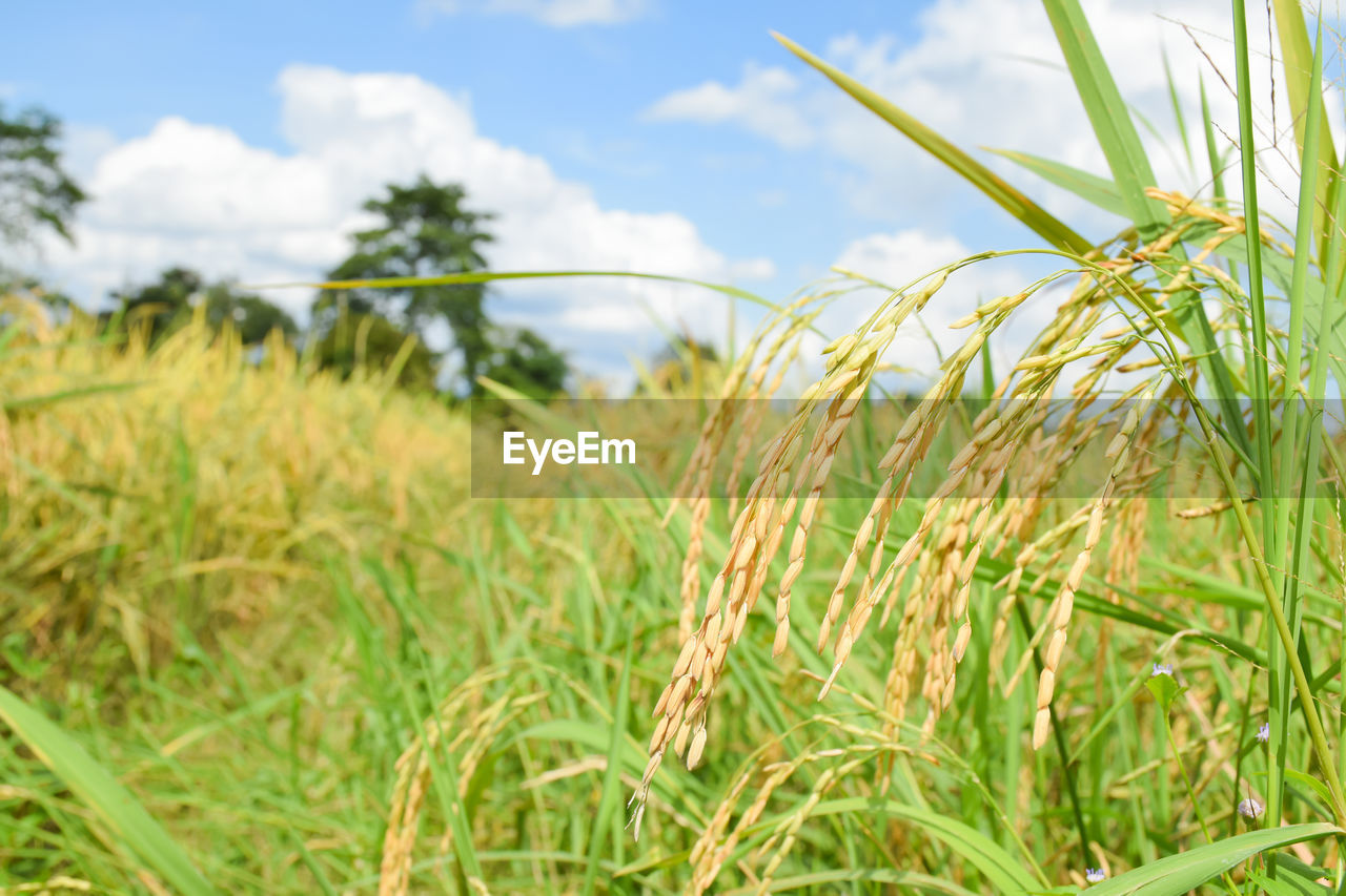 PLANTS GROWING ON FIELD