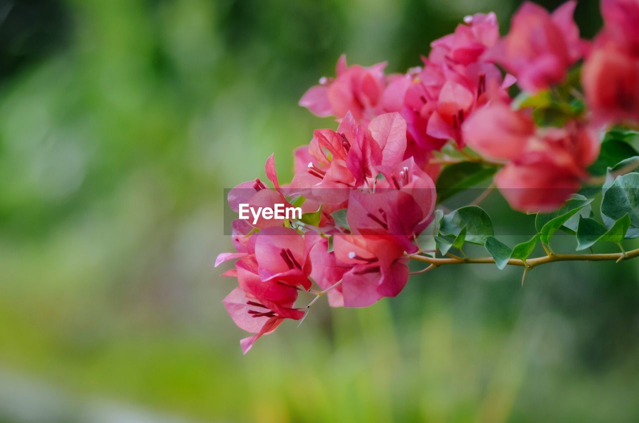 Close-up of pink flowering plant