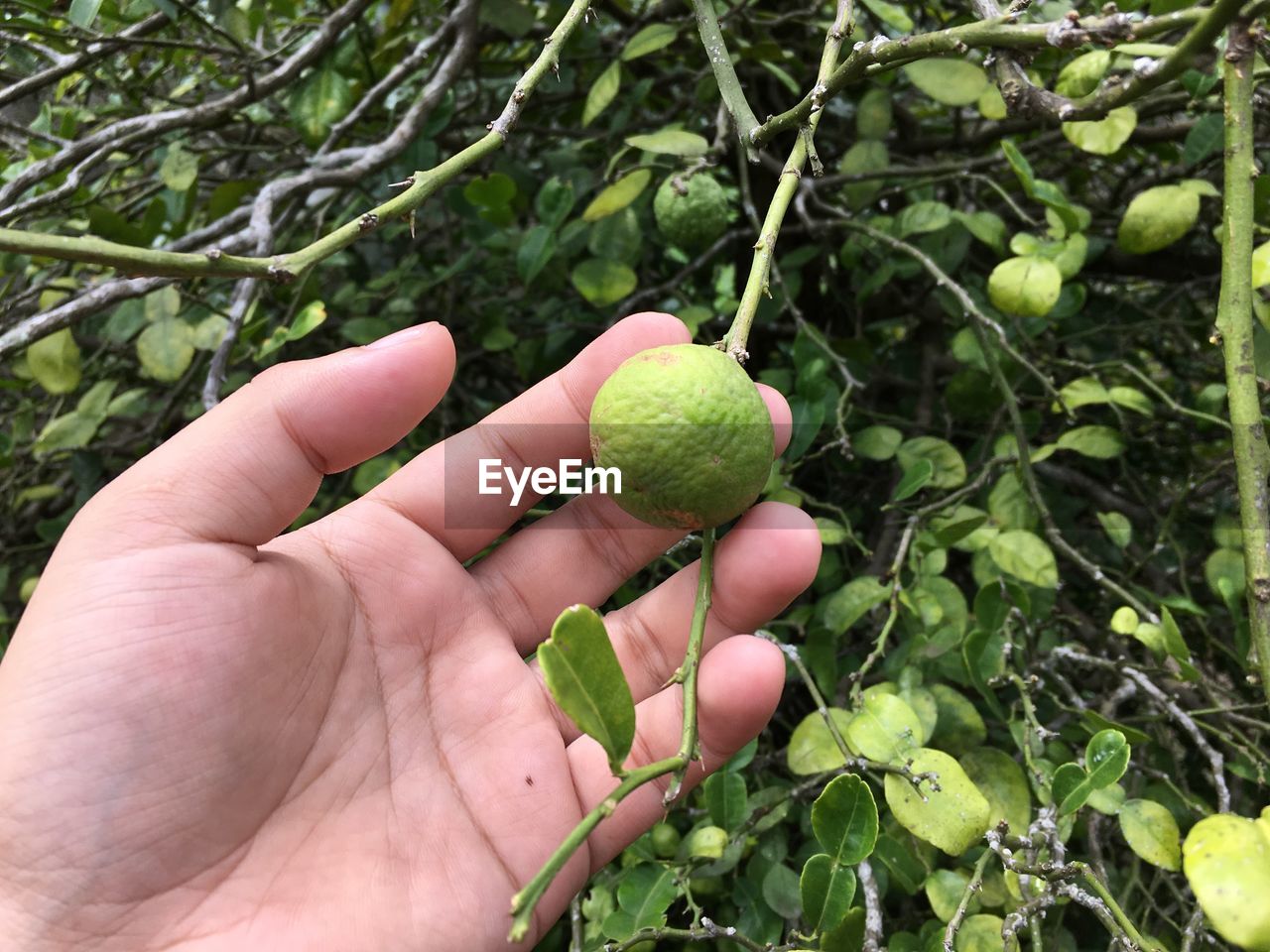 CROPPED HAND HOLDING FRESH PLANT