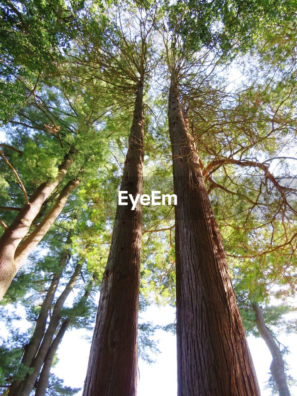 LOW ANGLE VIEW OF TREE IN FOREST AGAINST SKY