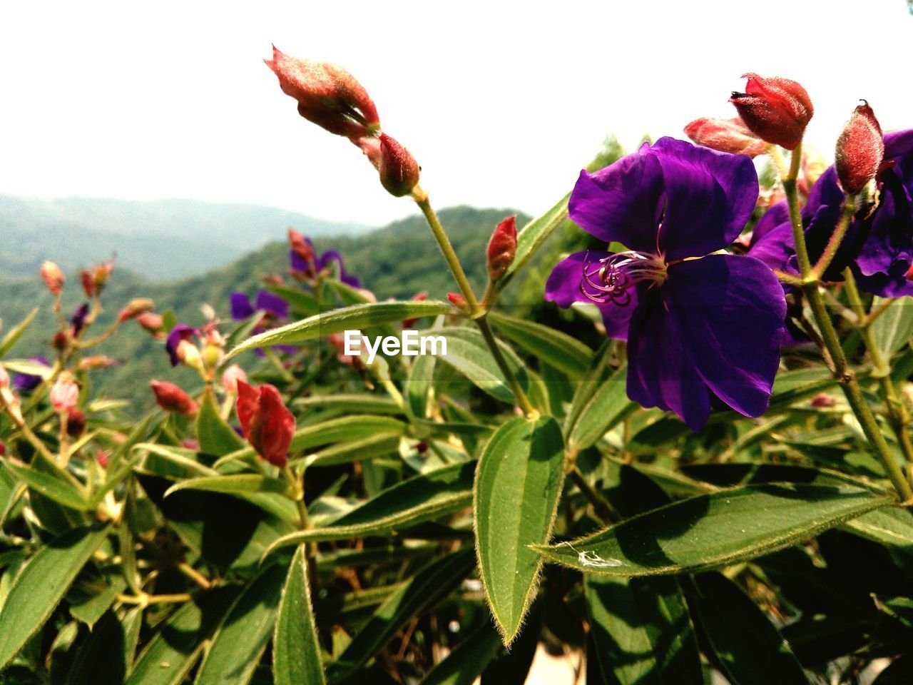 Close-up of flowers blooming outdoors