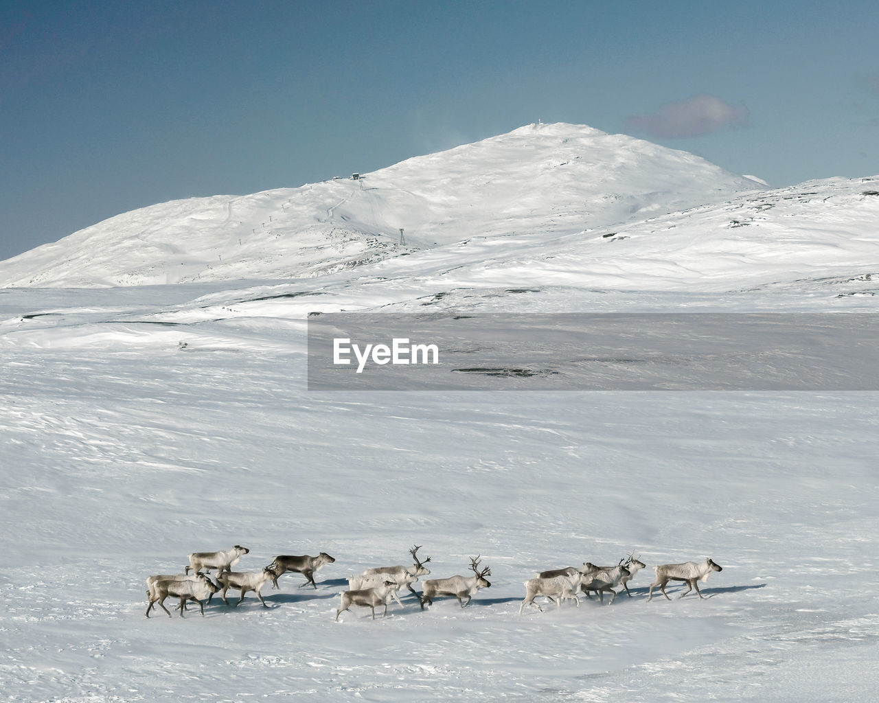 Scenic view of snow covered mountain and reindeer against sky