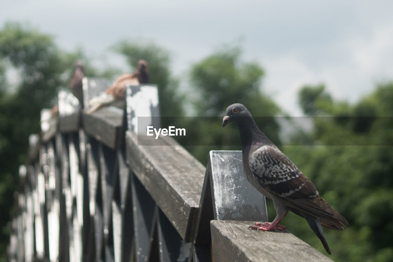 Close-up of bird perching on wood