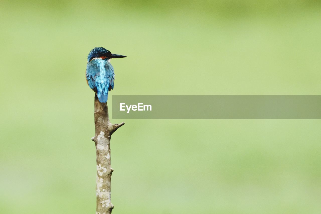 Close-up of kingfisher perching on twig