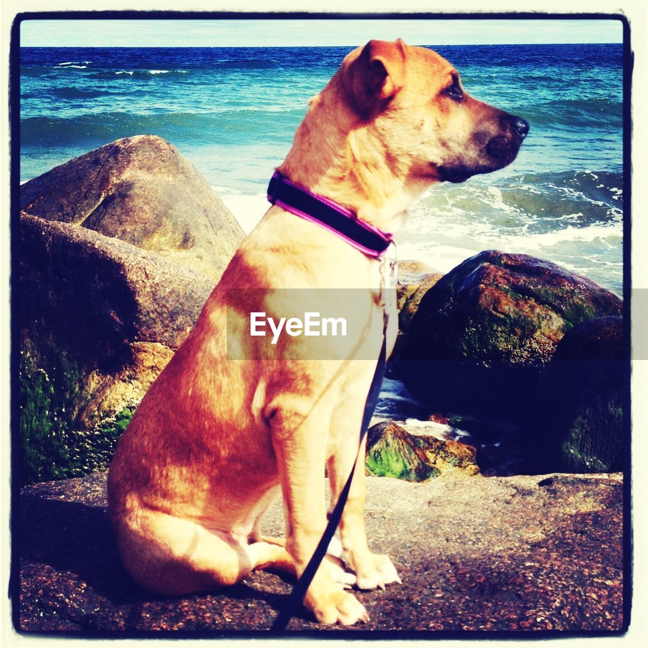 Close-up of dog standing on beach