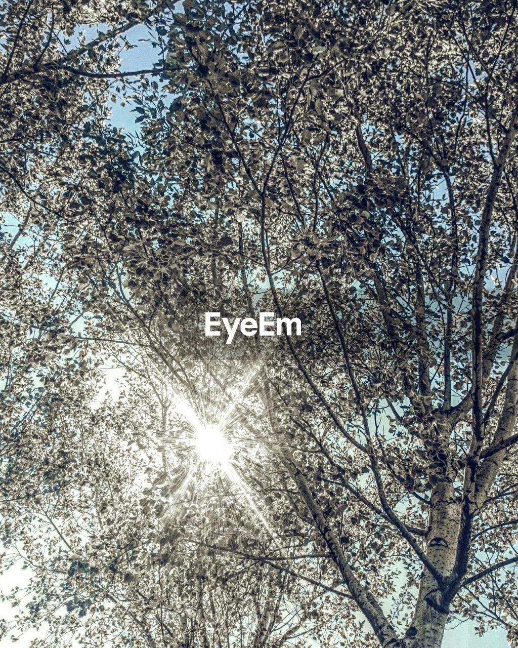 FULL FRAME SHOT OF TREE AGAINST SKY