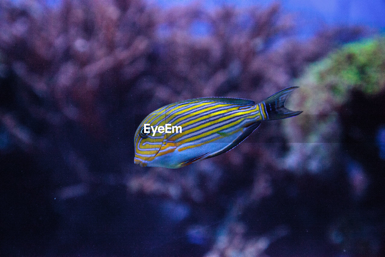 Striped surgeonfish acanthurus lineatus swims on a coral reef