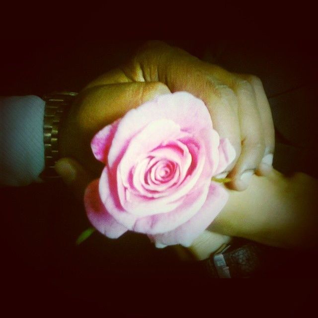 CLOSE-UP OF PINK ROSES