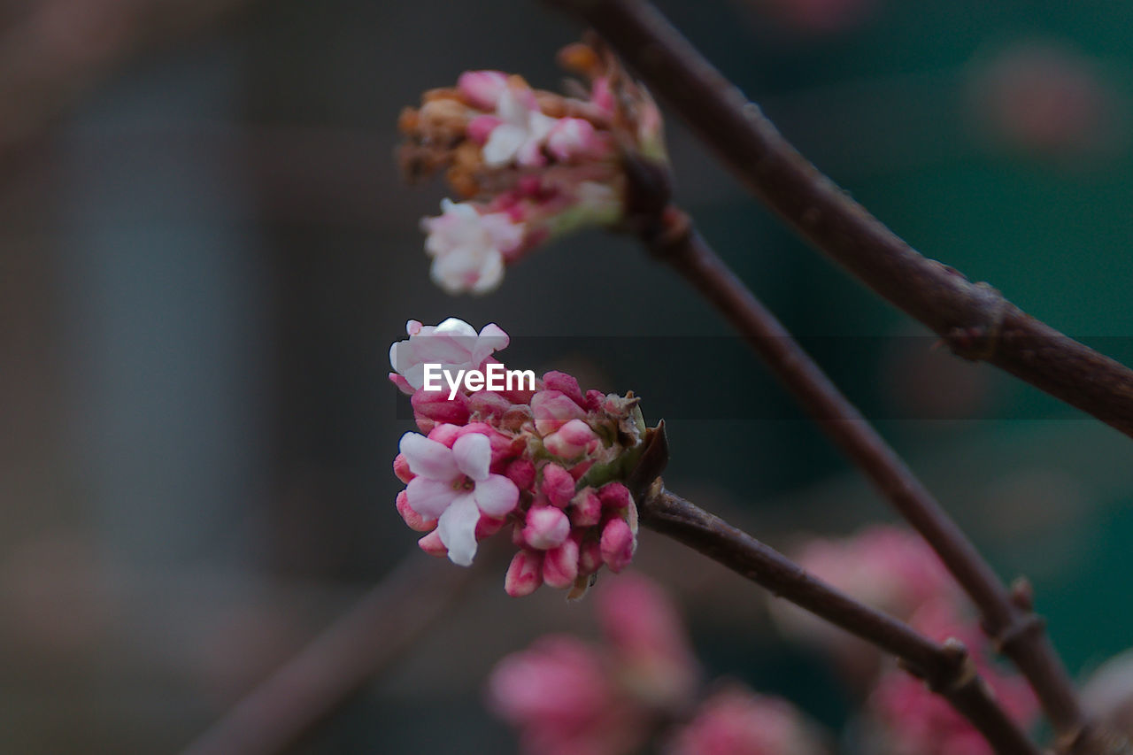 plant, flower, flowering plant, pink, beauty in nature, freshness, blossom, branch, fragility, macro photography, close-up, growth, spring, nature, springtime, focus on foreground, tree, leaf, no people, inflorescence, flower head, petal, bud, produce, day, twig, plant stem, outdoors, plum blossom, selective focus, botany, food and drink, fruit, food
