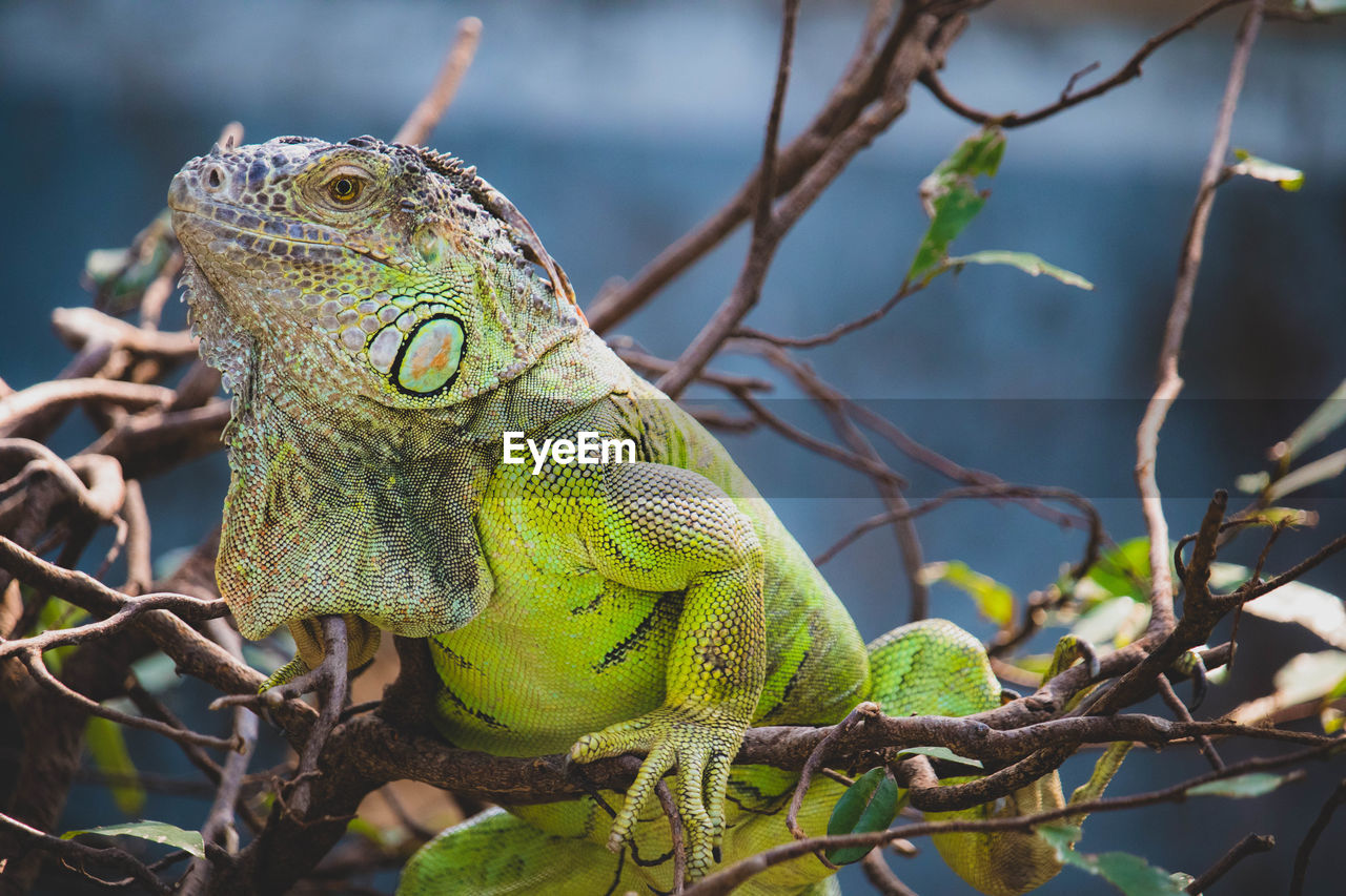 close-up of iguana on branch