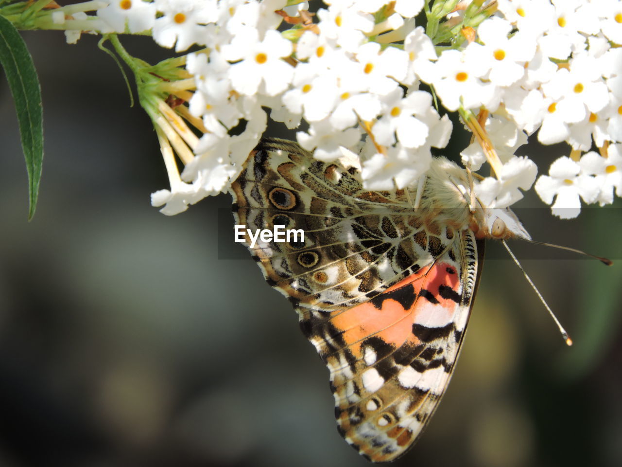 Close-up of butterfly on flowers