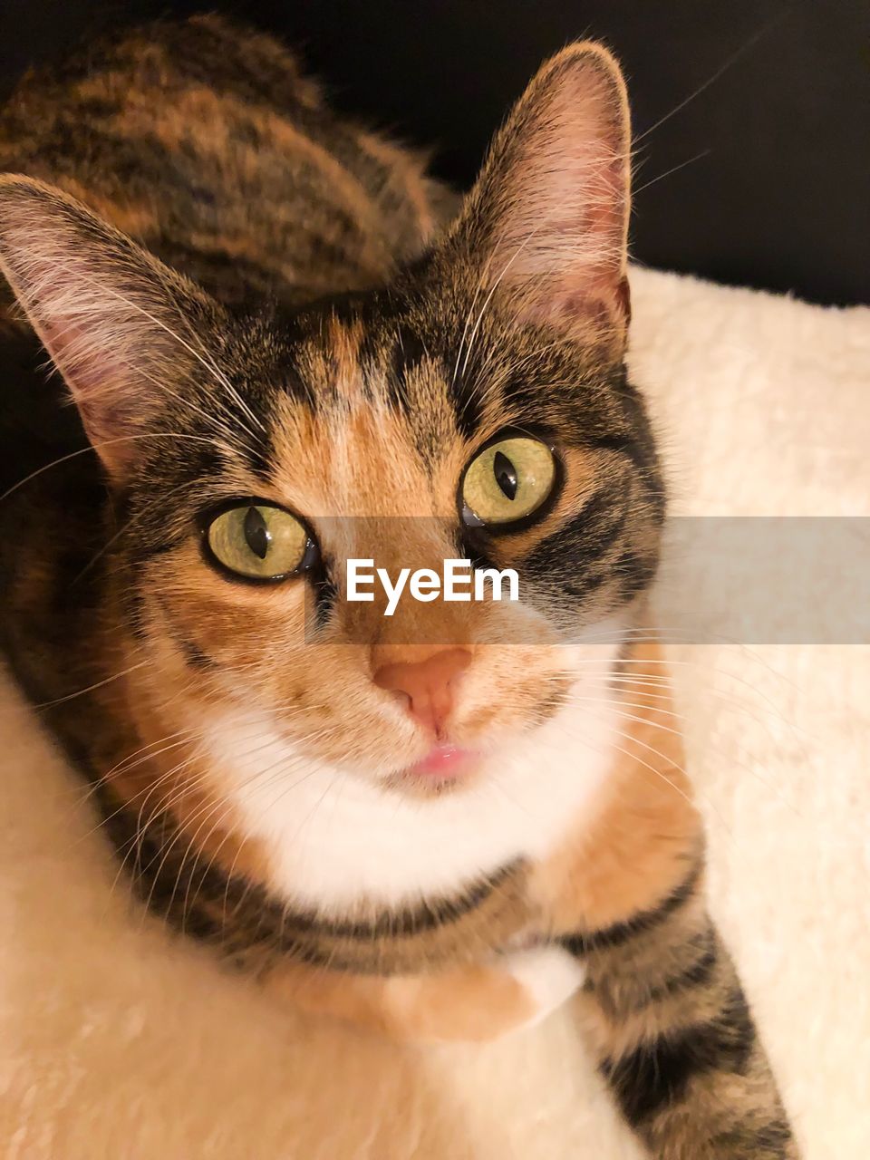 CLOSE-UP PORTRAIT OF TABBY CAT WITH EYES