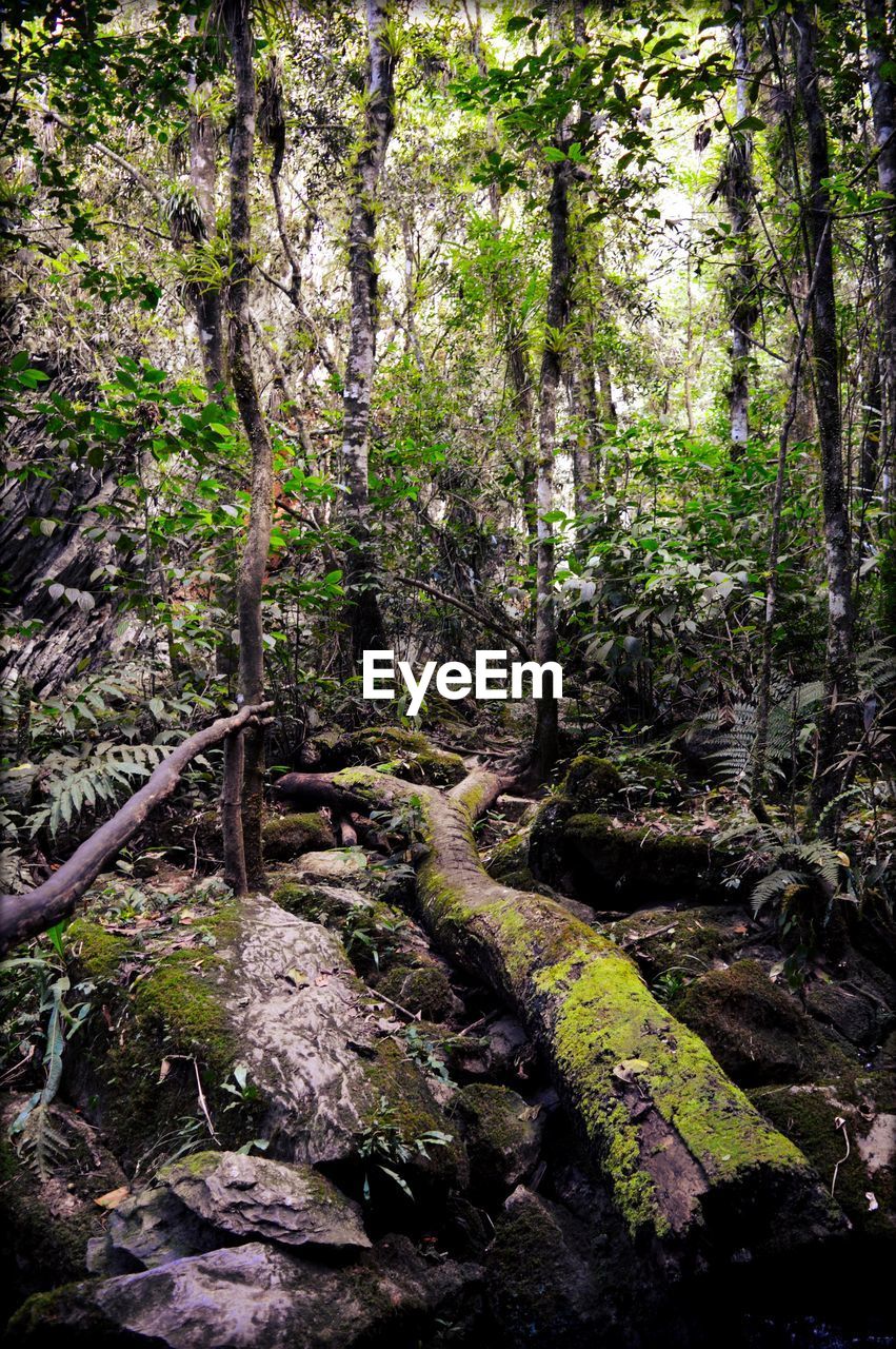 Trees growing in forest