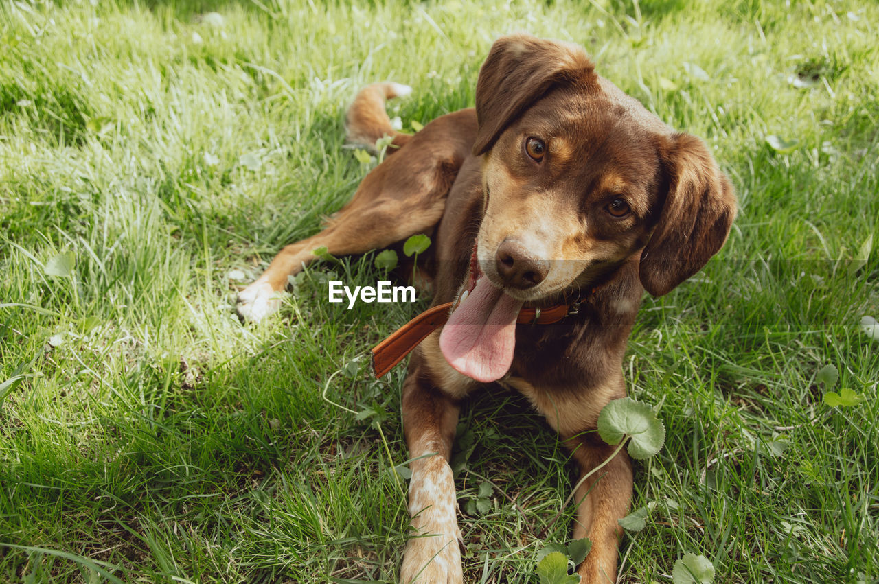 Portrait of dog on field