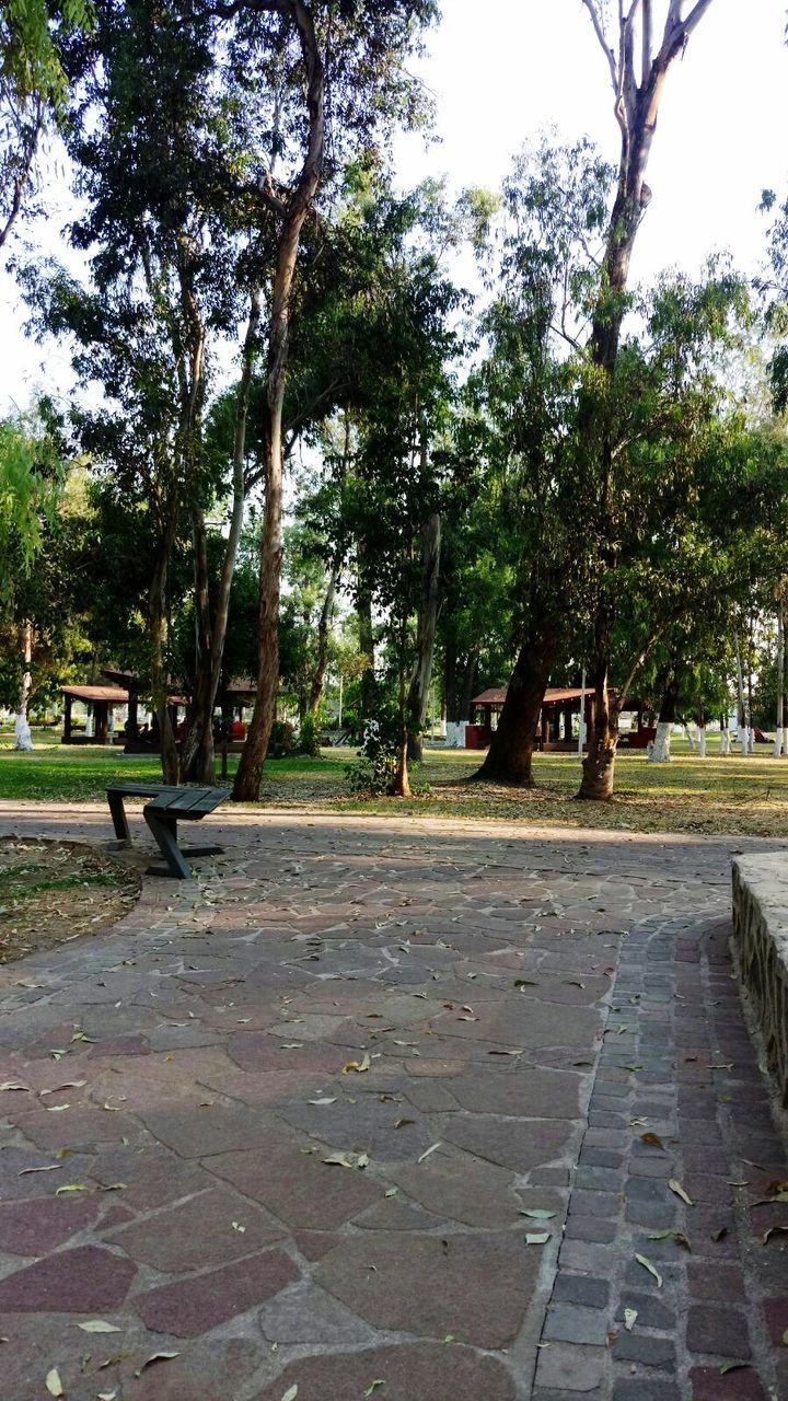 TREES IN PARK
