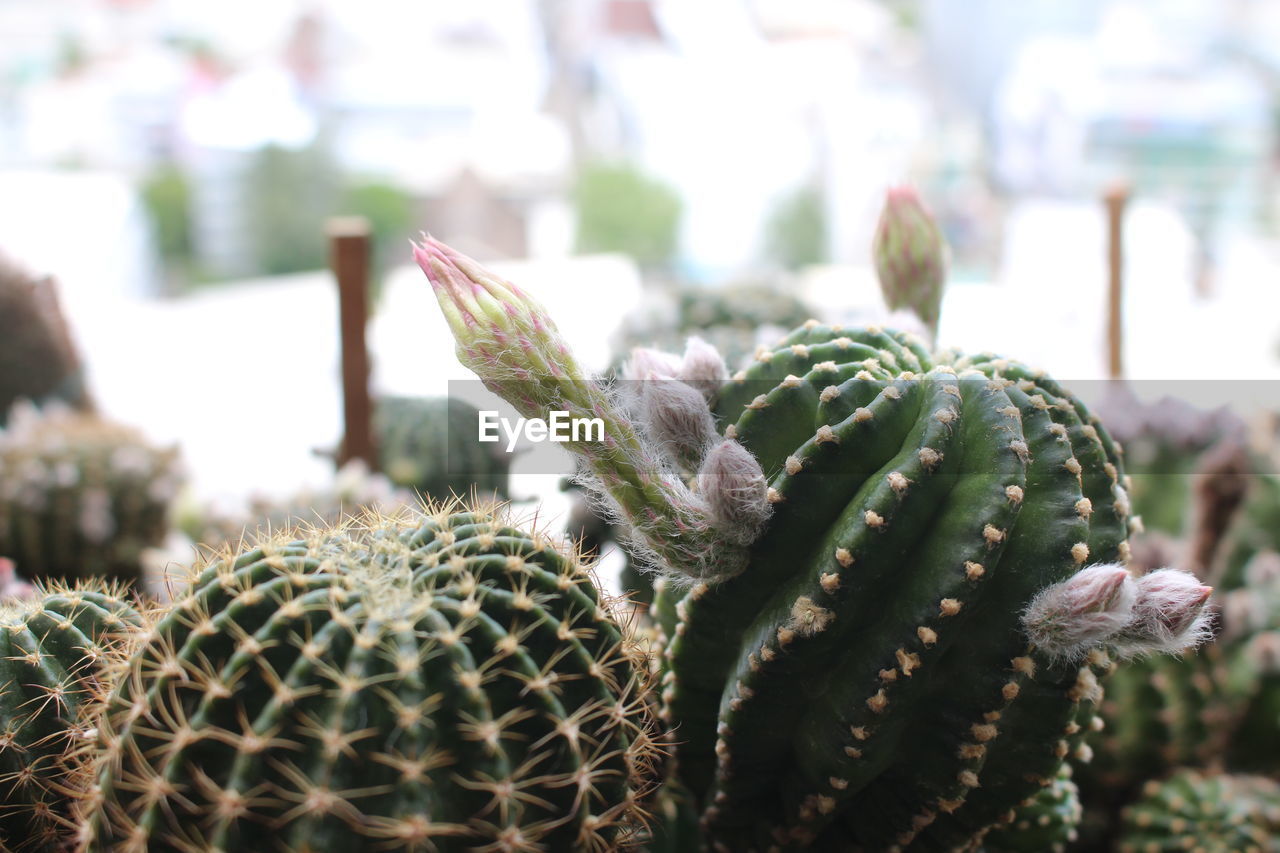 CLOSE-UP OF CACTUS PLANTS
