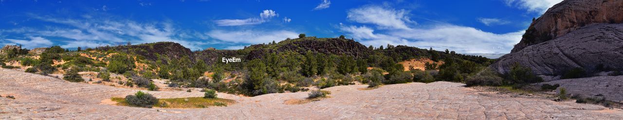 PANORAMIC SHOT OF TREES AND PLANTS AGAINST SKY