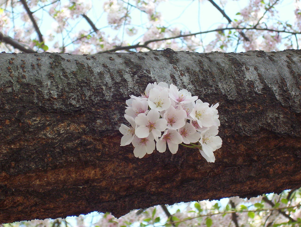 CLOSE-UP OF FRESH FLOWERS BLOOMING IN TREE