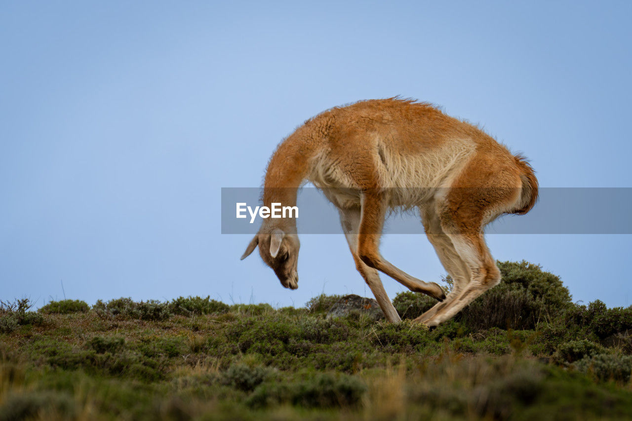 animal, animal themes, mammal, animal wildlife, one animal, wildlife, sky, no people, nature, clear sky, side view, plant, full length, blue, grass, day, outdoors, domestic animals, savanna, environment, landscape, copy space