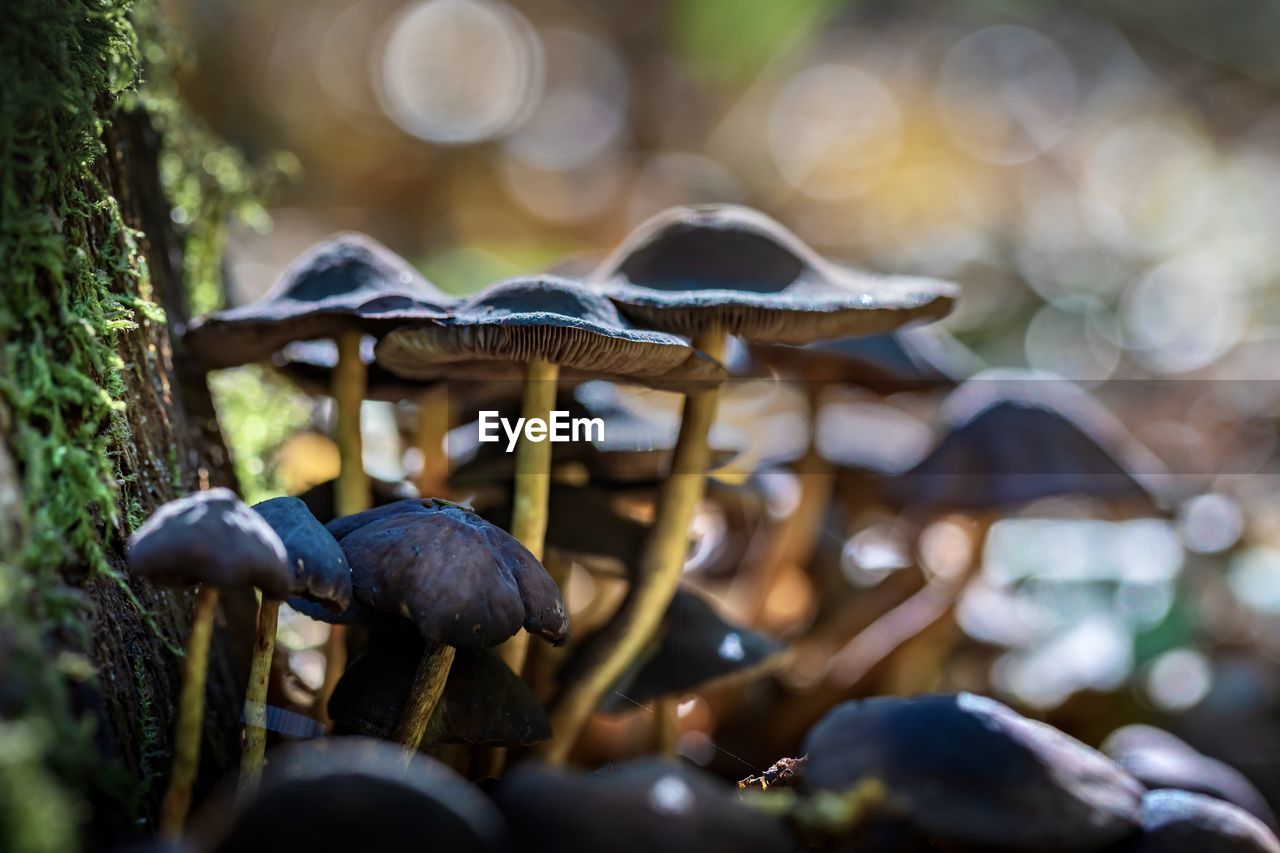 Group of mushrooms hypholoma fasciculare