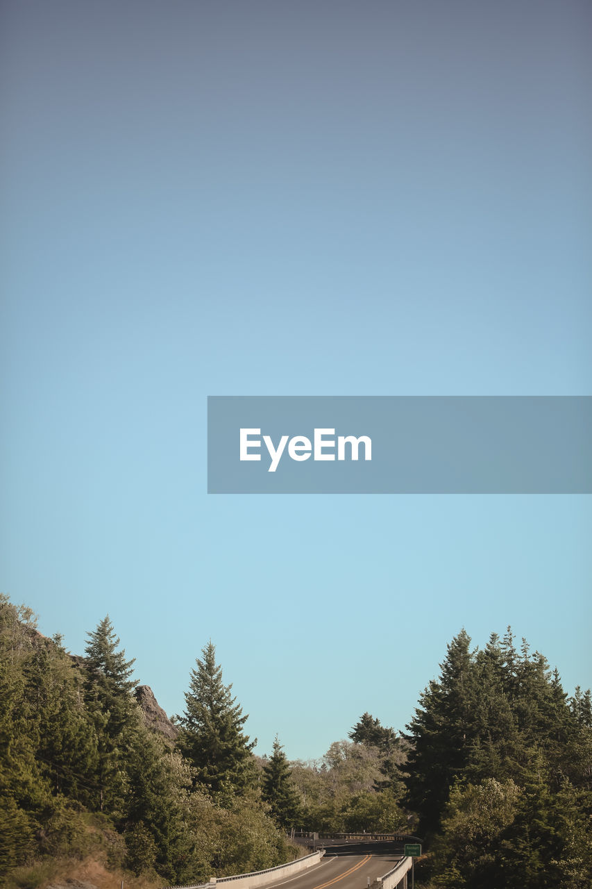 LOW ANGLE VIEW OF TREES AGAINST BLUE SKY