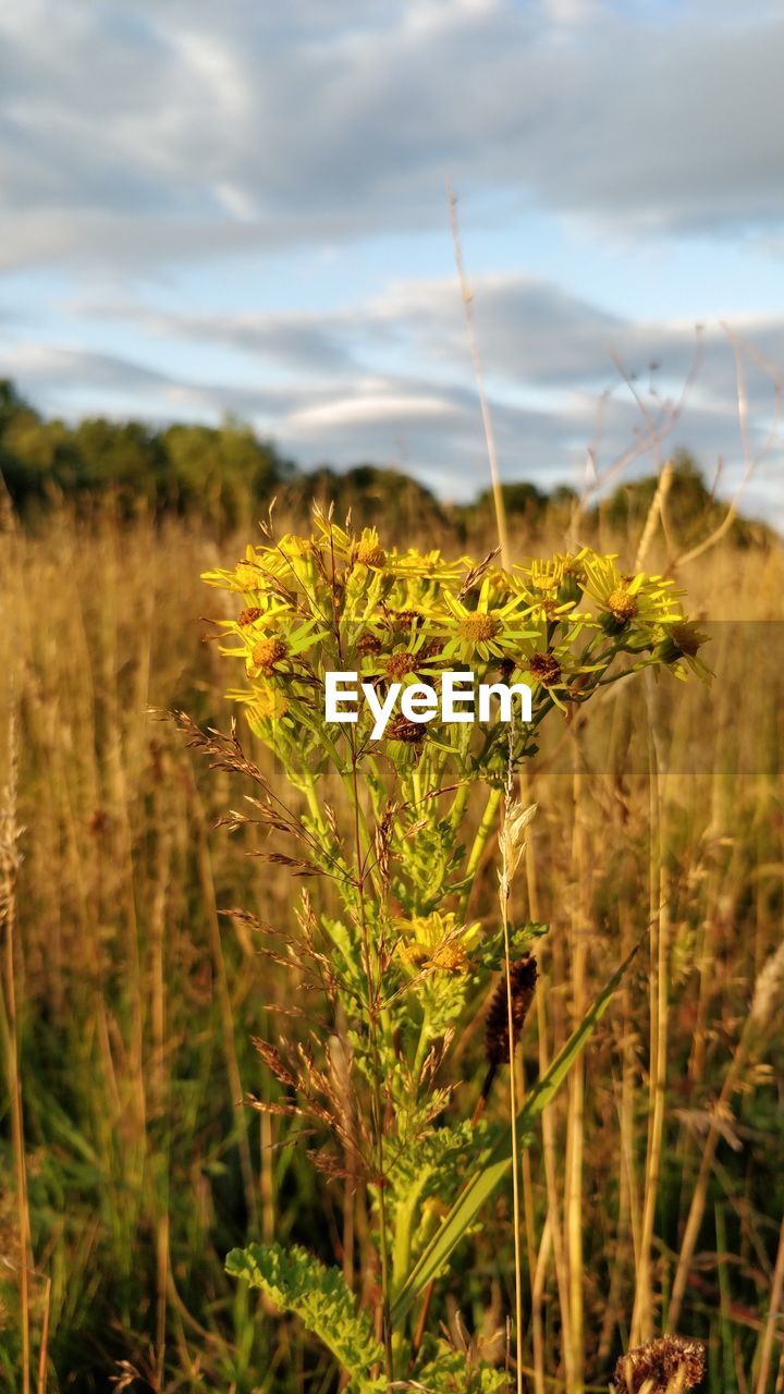 CLOSE-UP OF PLANTS GROWING ON LAND