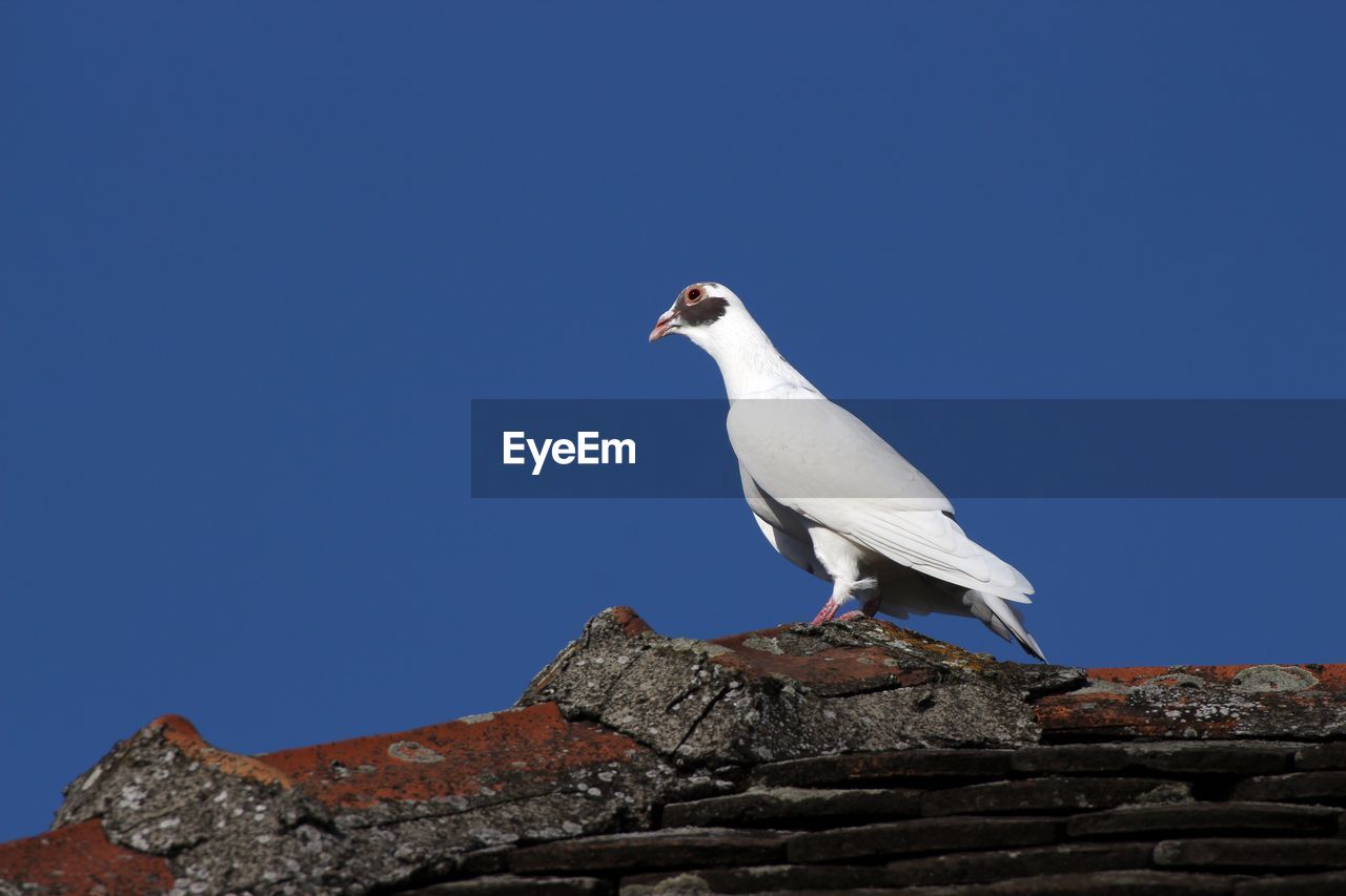 LOW ANGLE VIEW OF SEAGULL PERCHING ON ROCK