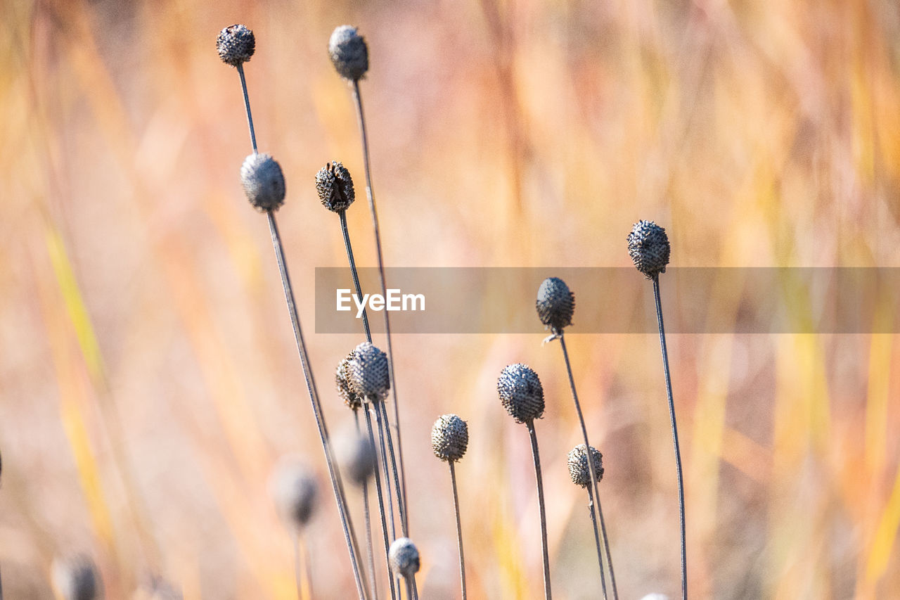 close-up, macro photography, plant, autumn, nature, branch, plant stem, flower, no people, grass, focus on foreground, growth, beauty in nature, leaf, food, sunlight, outdoors, day, land, selective focus, fruit, food and drink, prairie, freshness, twig