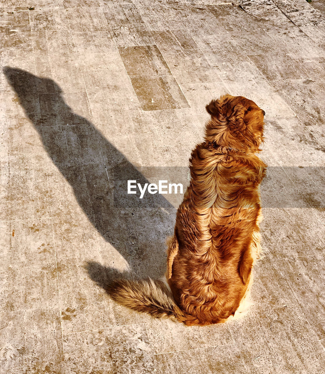 HIGH ANGLE VIEW OF A DOG ON SHADOW OF PERSON