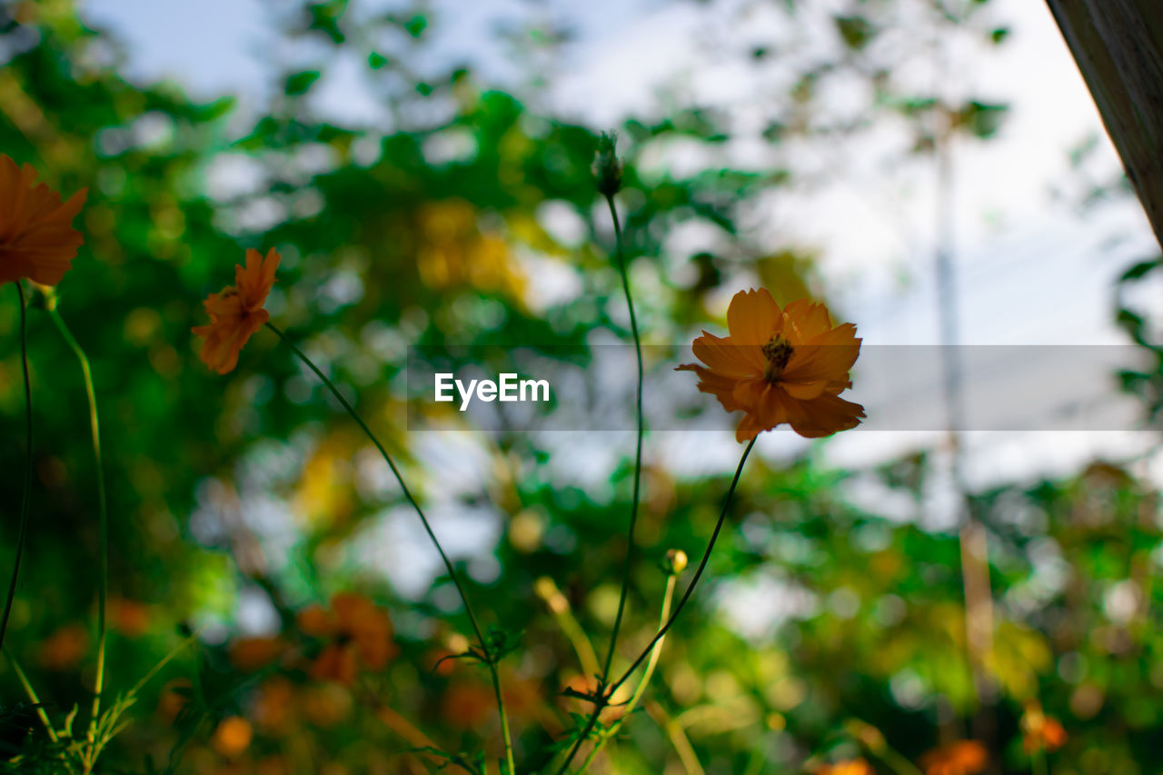 Close-up of yellow flowering plant