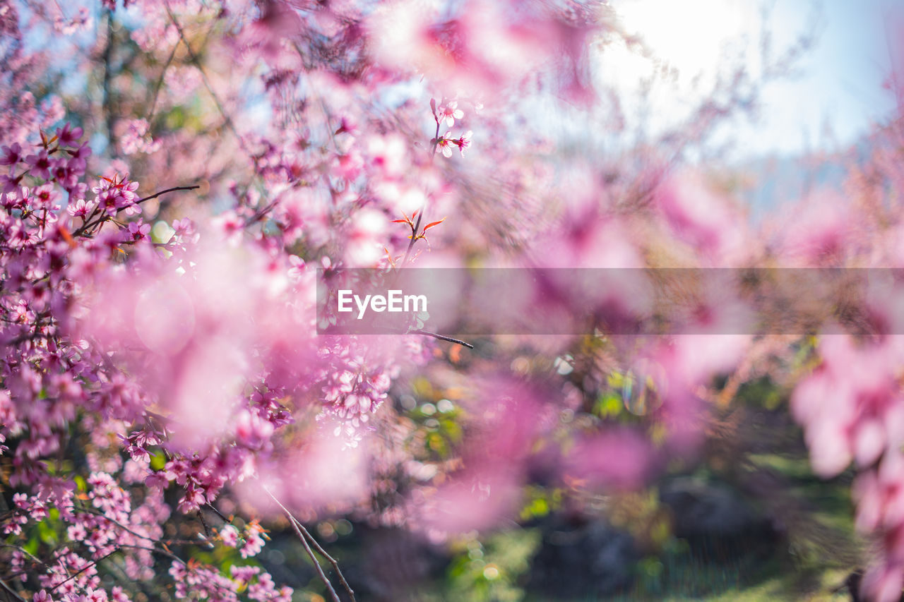plant, flower, flowering plant, pink, beauty in nature, freshness, blossom, nature, tree, springtime, branch, spring, fragility, growth, cherry blossom, selective focus, outdoors, leaf, pastel colored, sky, no people, environment, backgrounds, tranquility, multi colored, landscape, sunlight, plant part, close-up, defocused, summer, day, petal, macro photography, food and drink, scenics - nature, agriculture, botany, land, food, idyllic, tranquil scene, sunbeam, front or back yard, purple