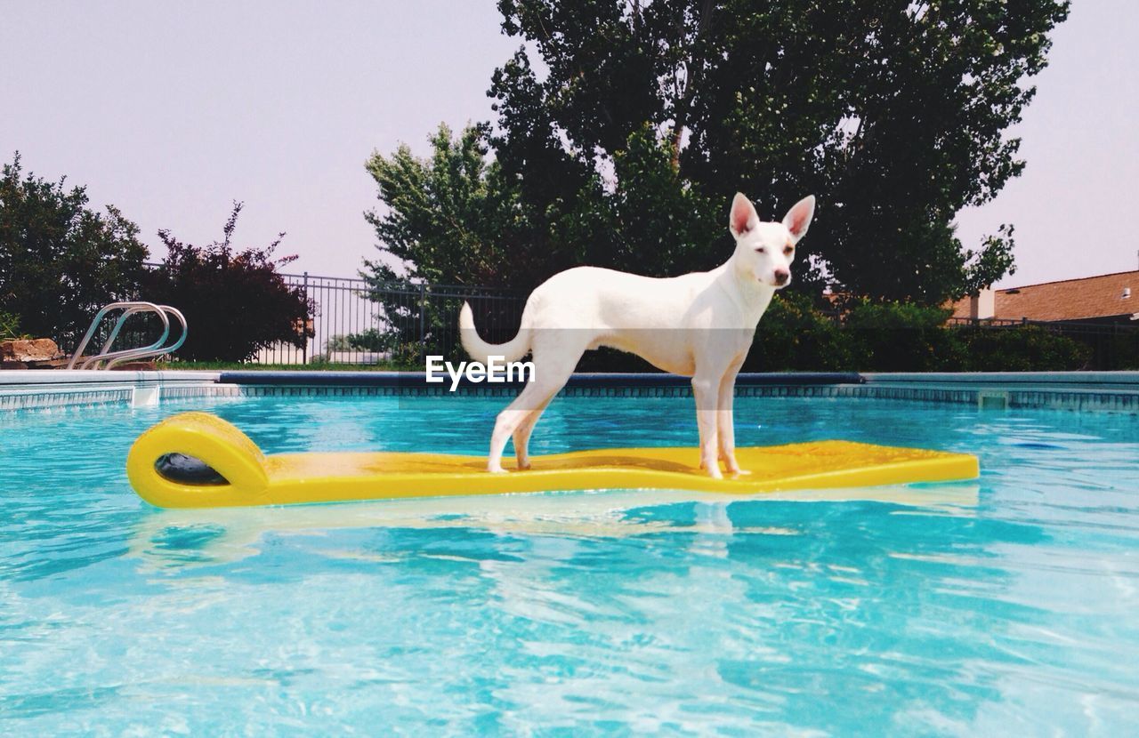 Portrait of dog on raft in swimming pool