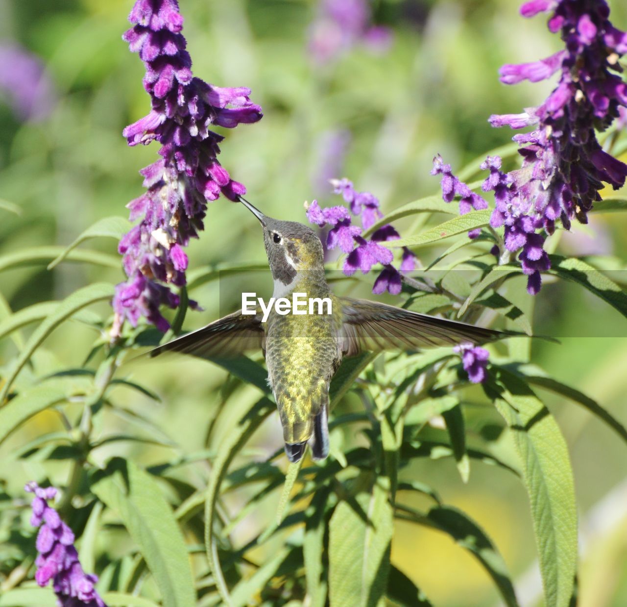 Hummingbird eating from a velvet flower