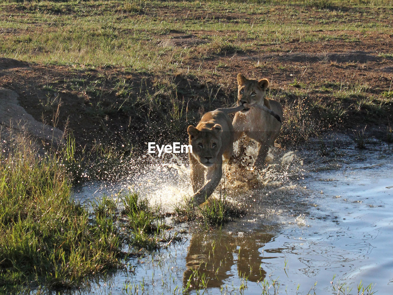 Two young lions chasing each other through a pond in south africa