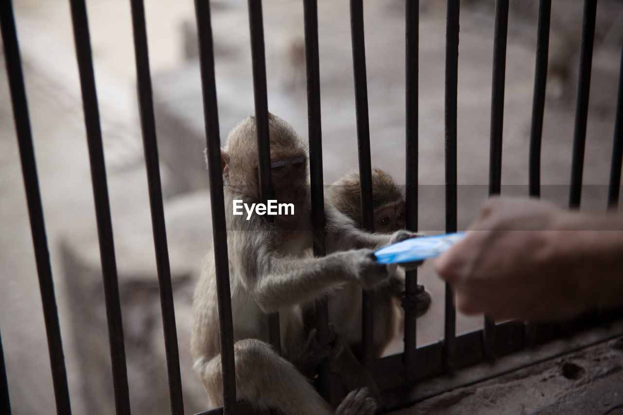 Monkey taking credit card from man at temple