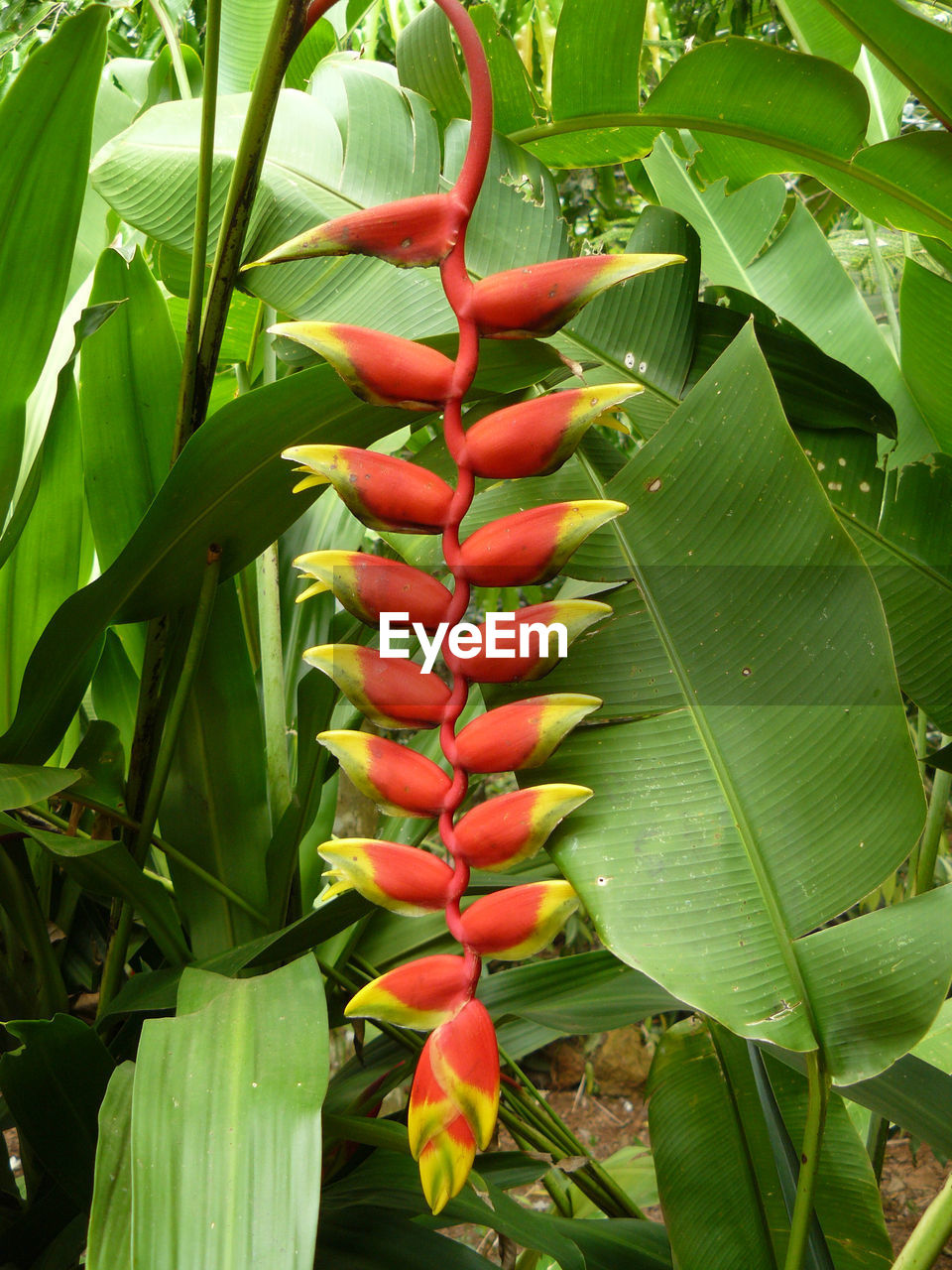 Heliconia growing in forest