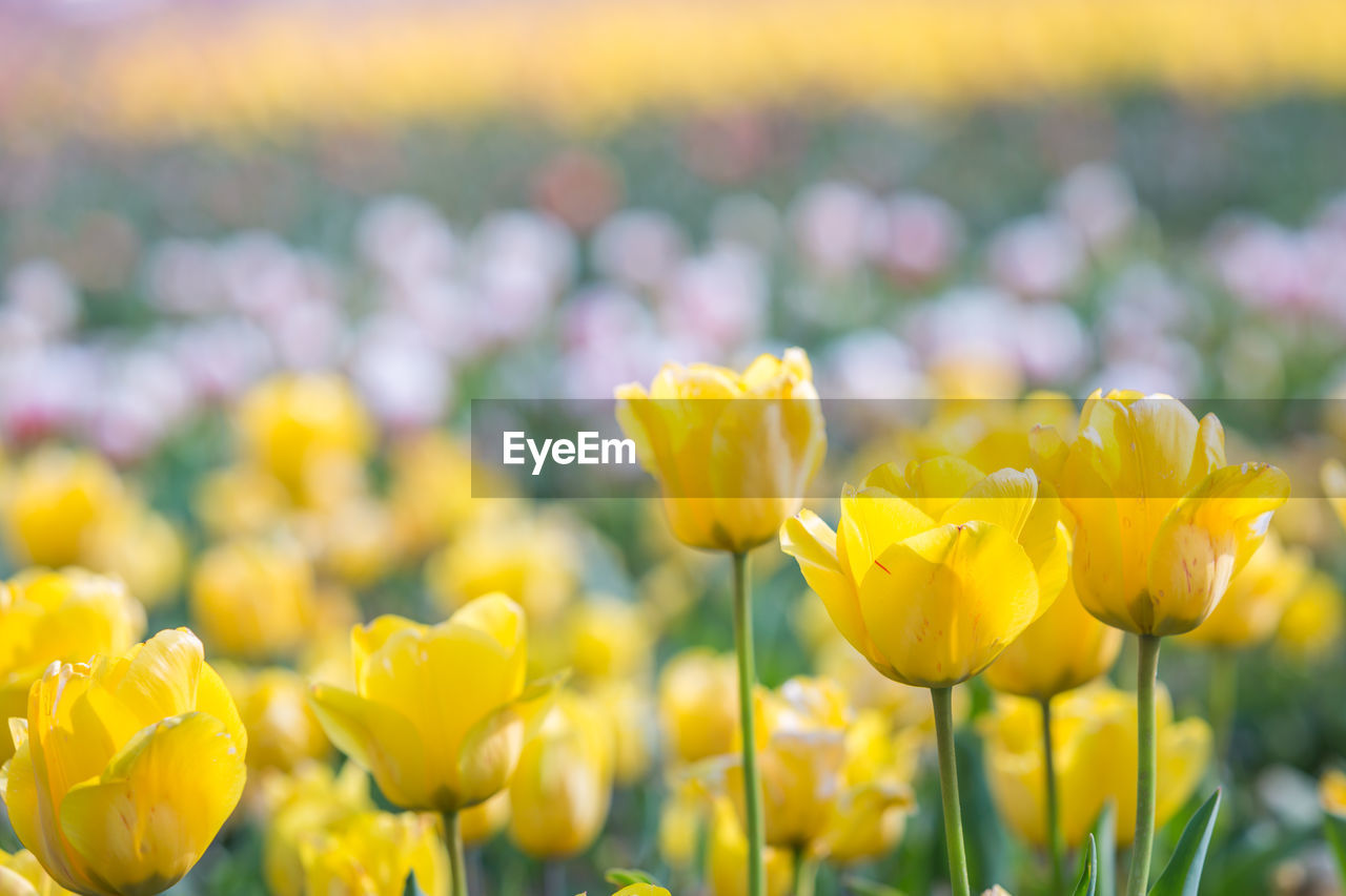 CLOSE-UP OF YELLOW TULIP FLOWERS